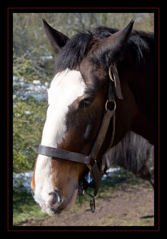 IMG_1713 EOS-1D Mark III